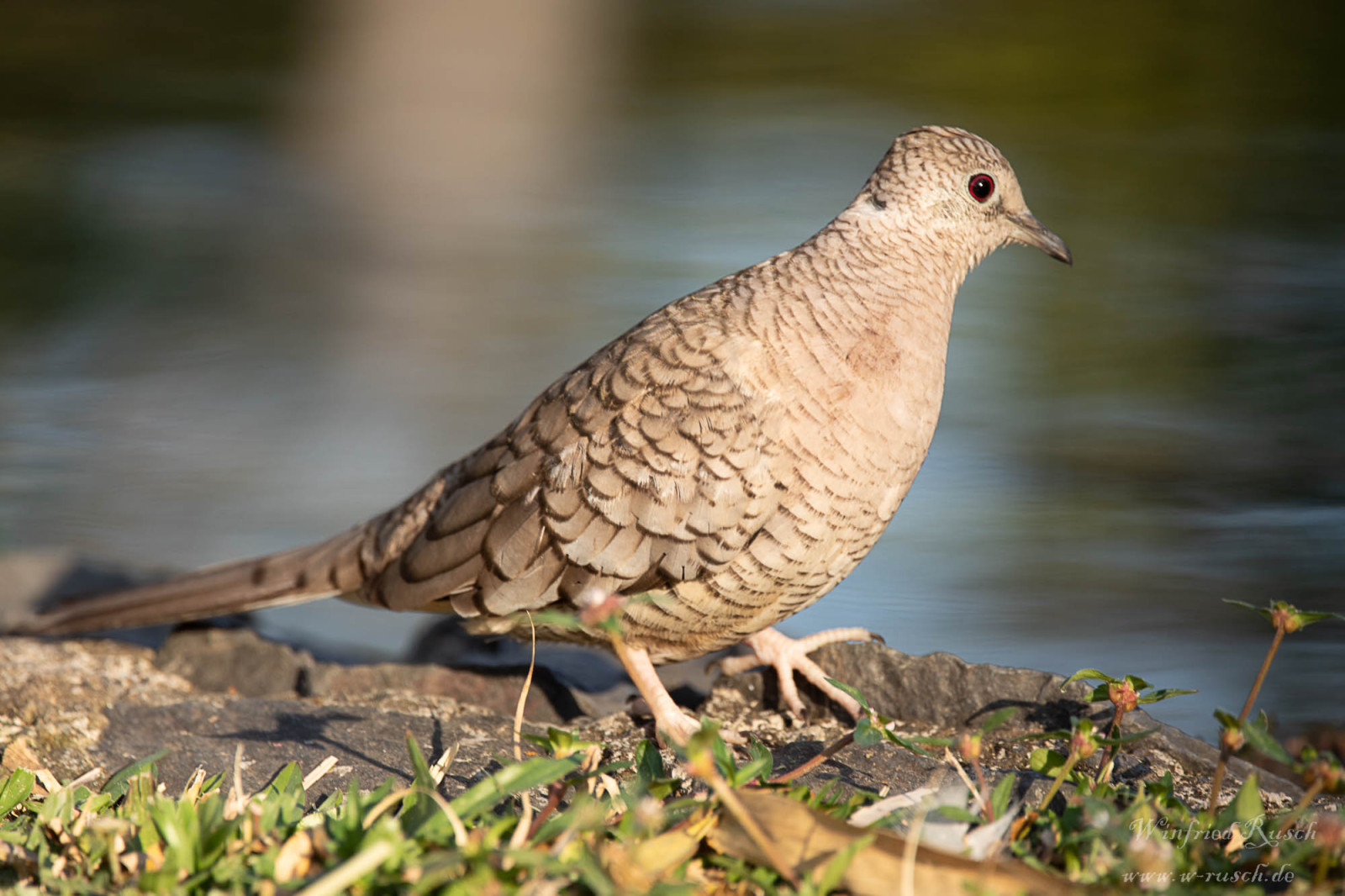 image Inca Dove
