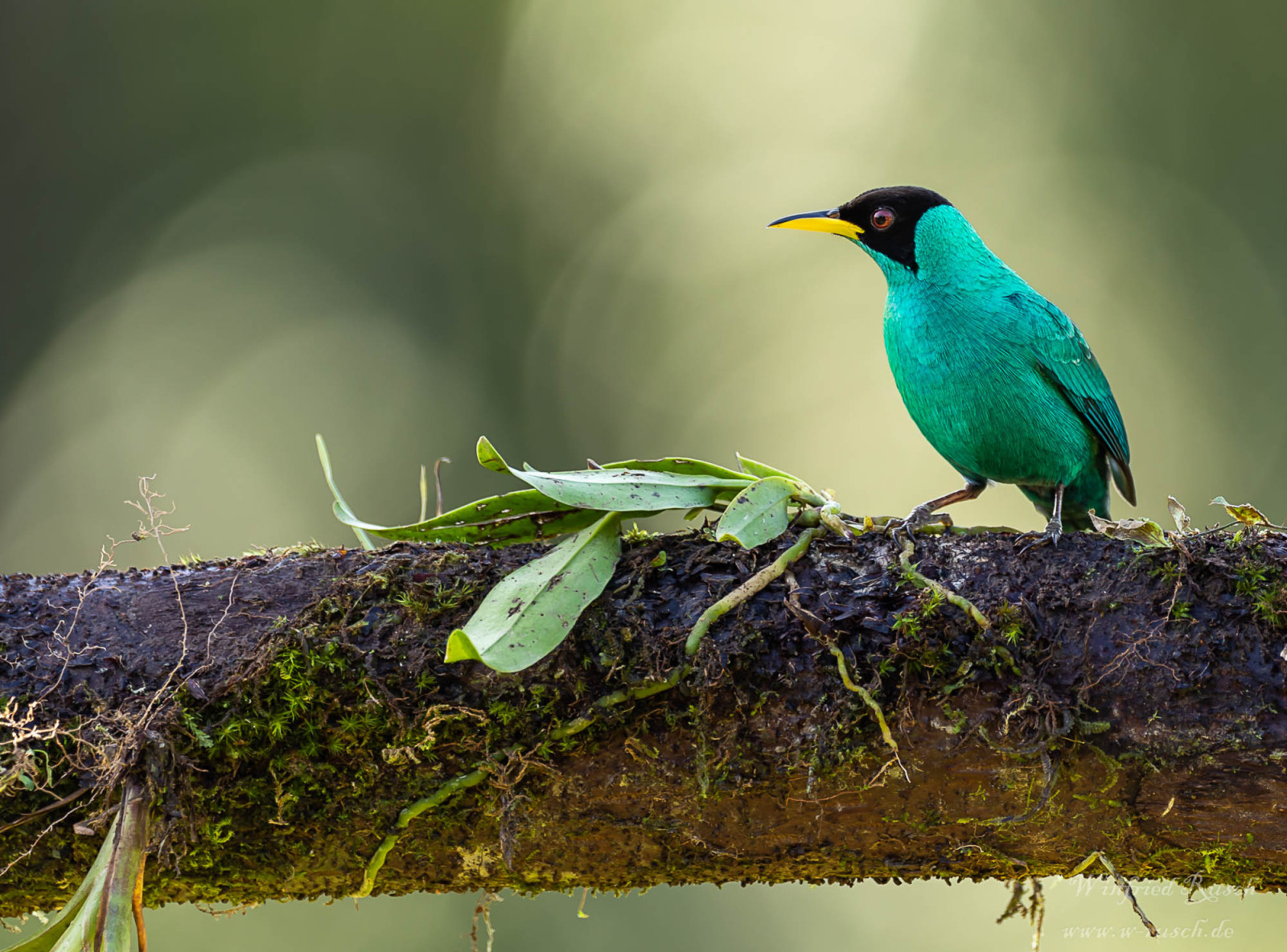 Green Honeycreeper Chlorophanes Spiza Birdingplaces green-honeycreeper-chlorophanes-spiza-birdingplaces