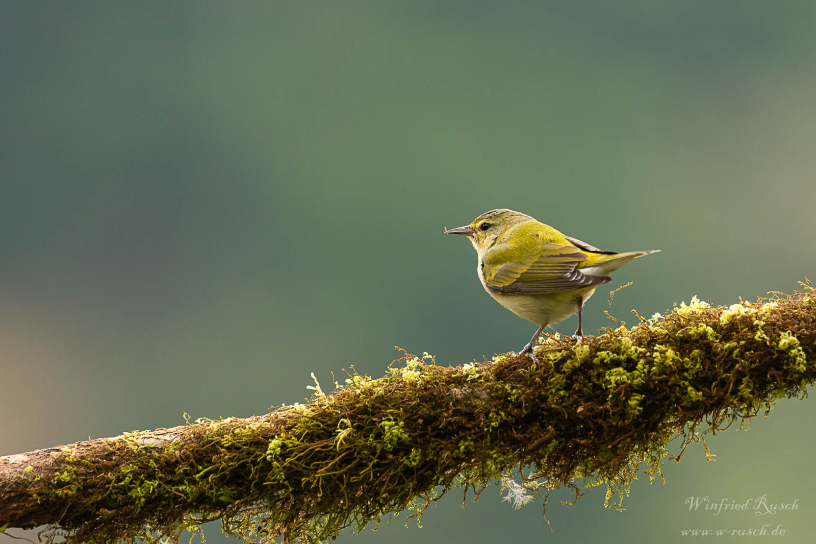 image Tennessee Warbler
