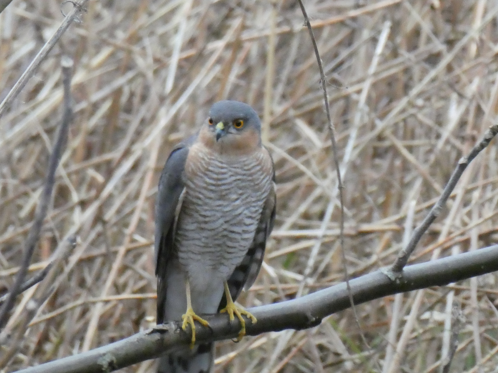 Jeziorko Czerniakowskie Birdingplaces