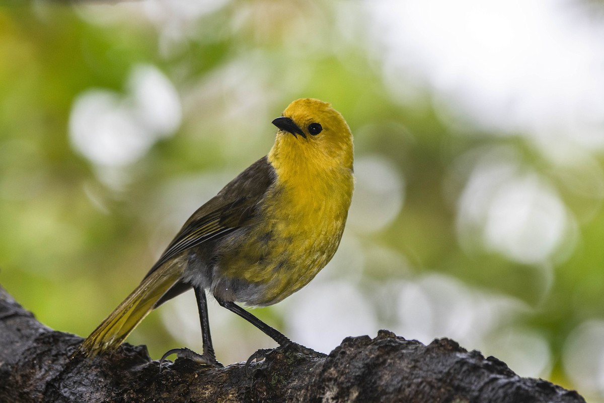 Mohua (Mohoua ochrocephala) | Birdingplaces