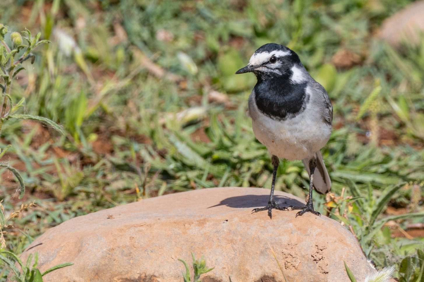 image White Wagtail (Moroccan)