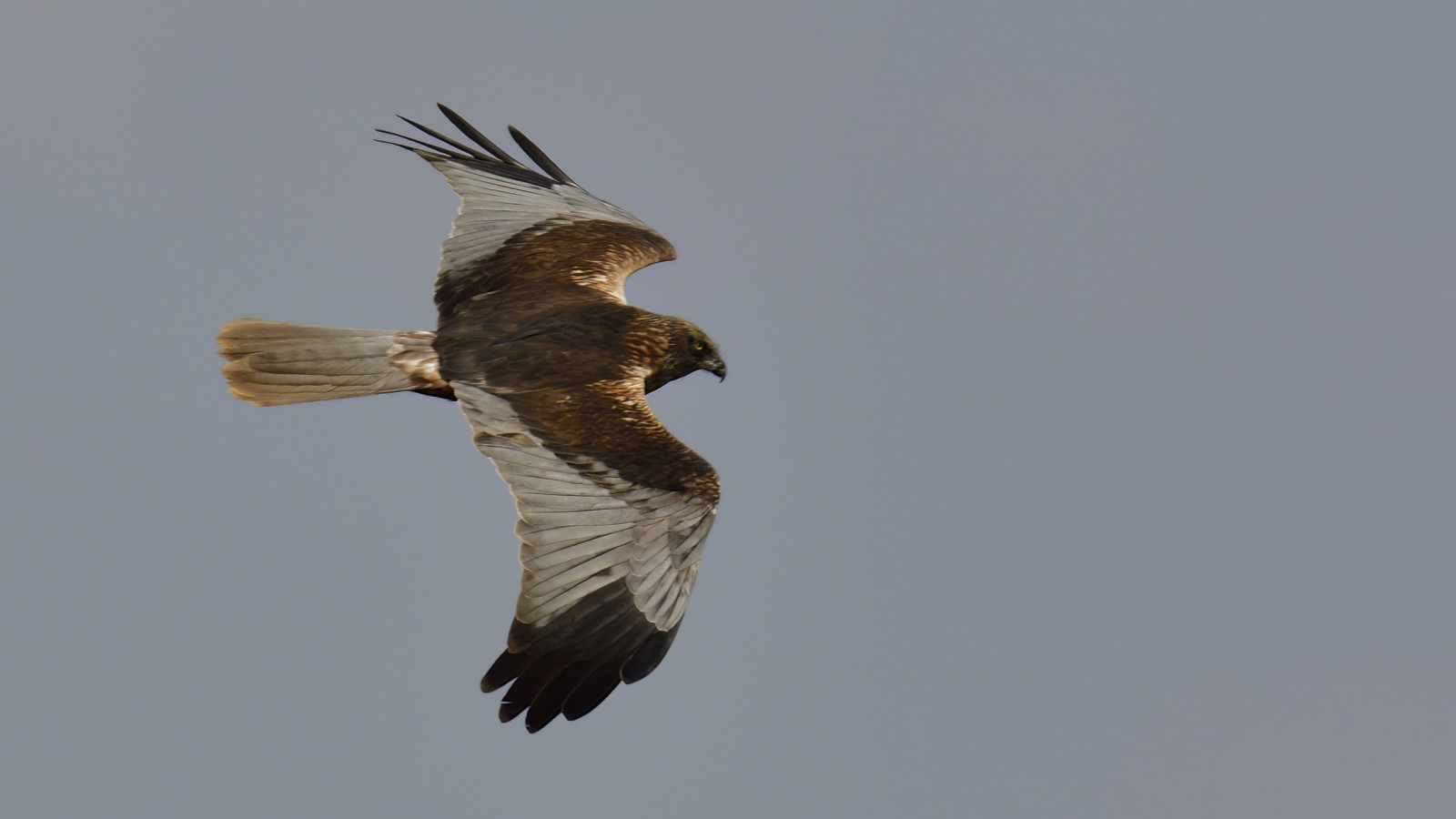 Ochtumniederung bei Brokhuchting Birdingplaces