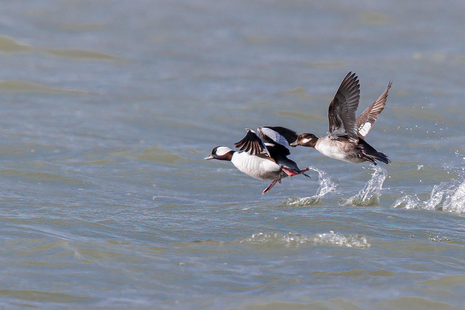 image Bufflehead