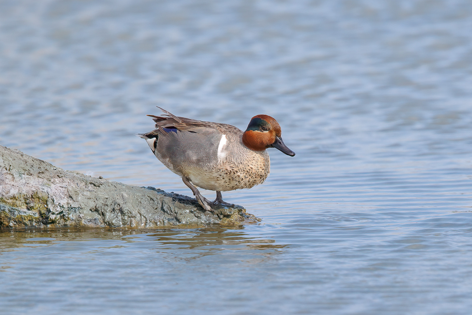 image Green-winged Teal
