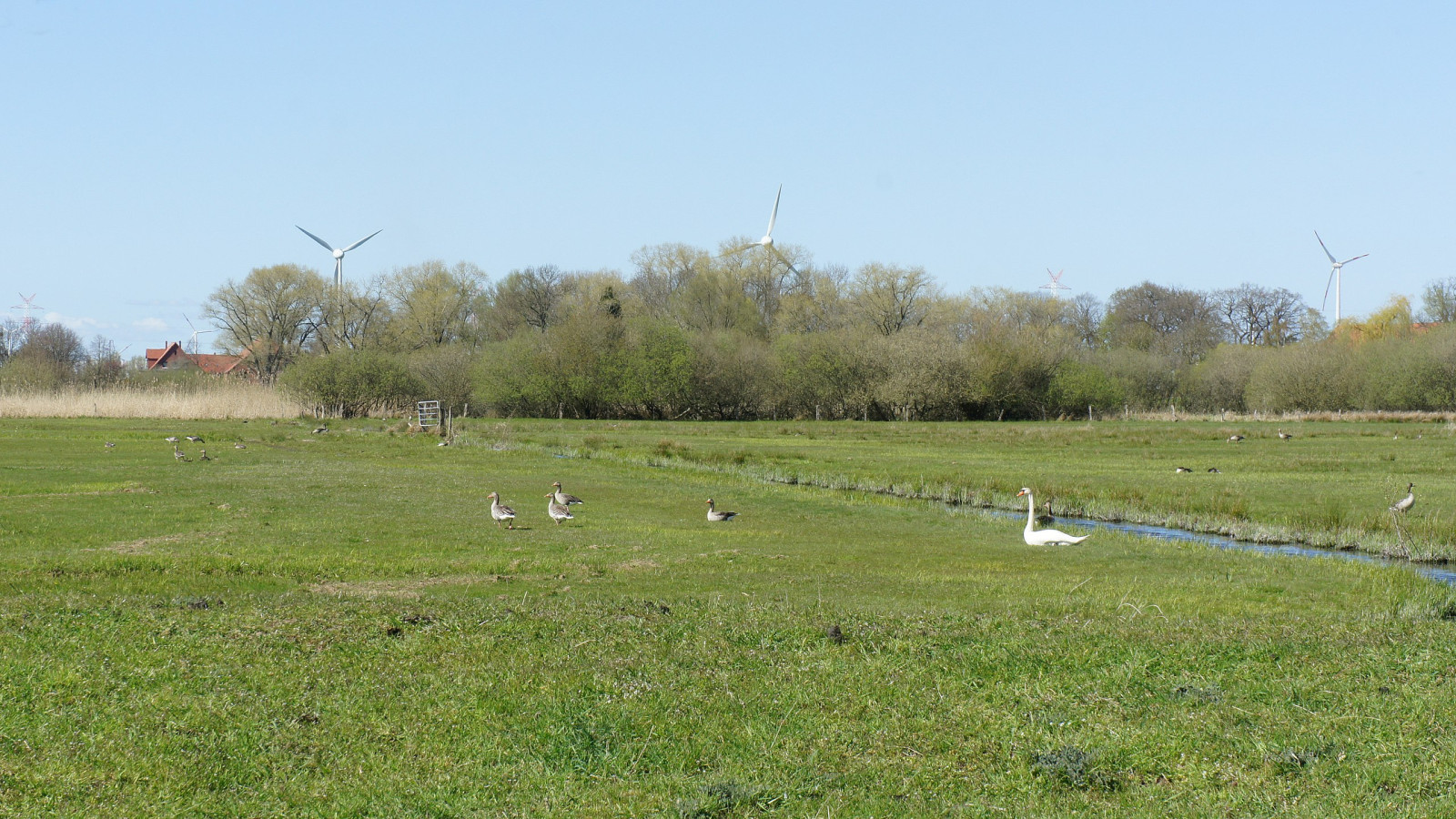 Ochtumniederung bei Brokhuchting Birdingplaces