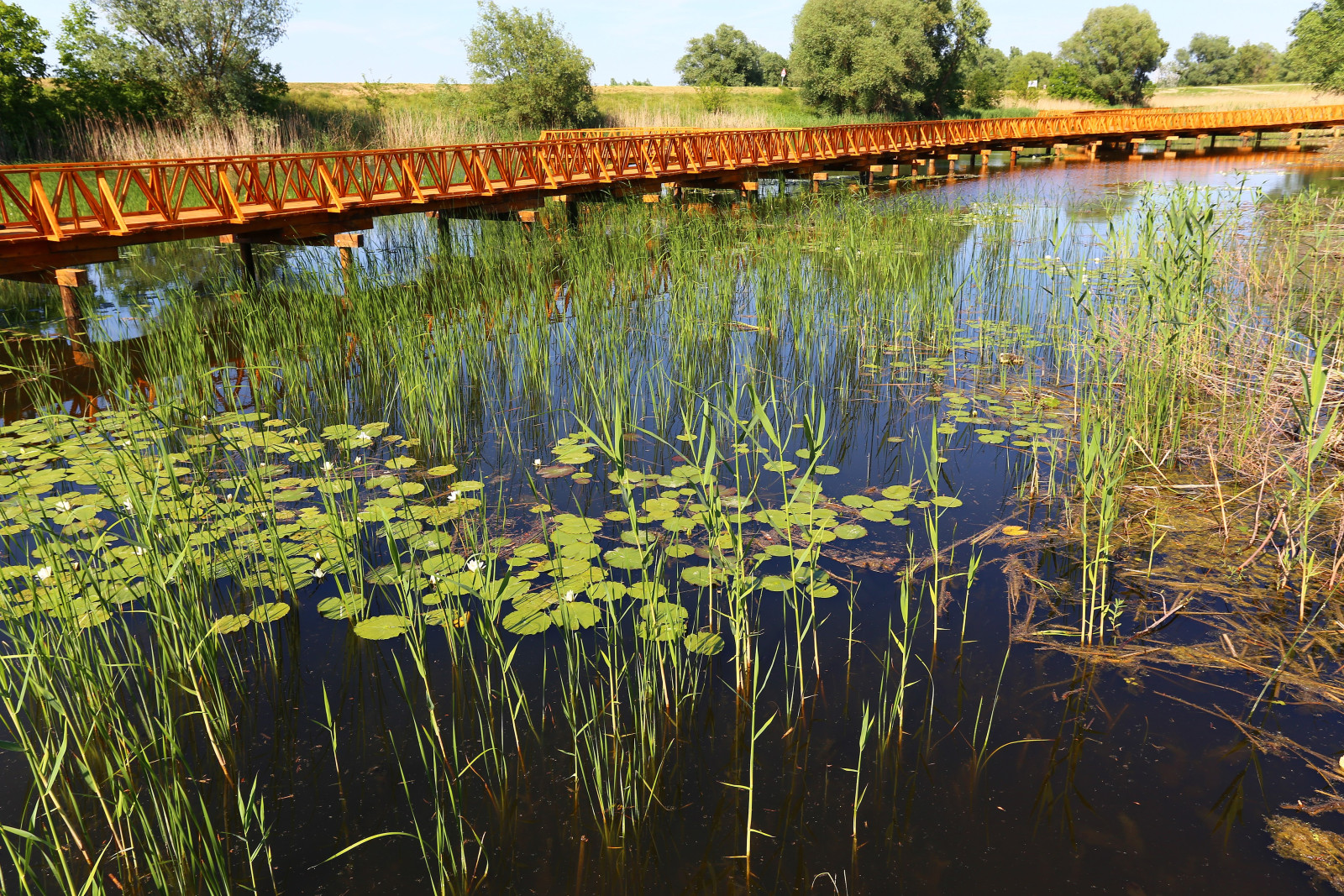 Kopački Rit | Birdingplaces