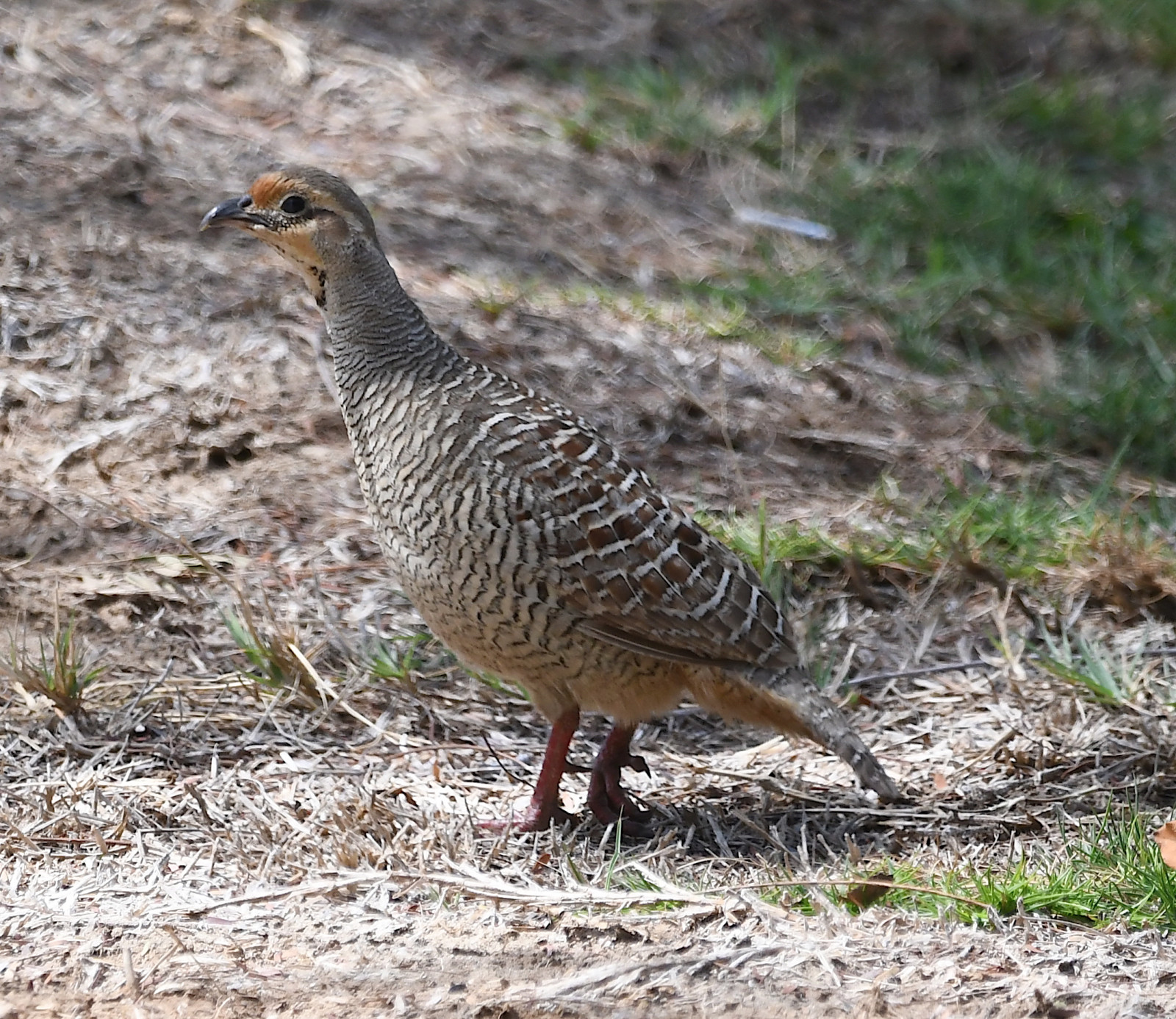 image Grey Francolin