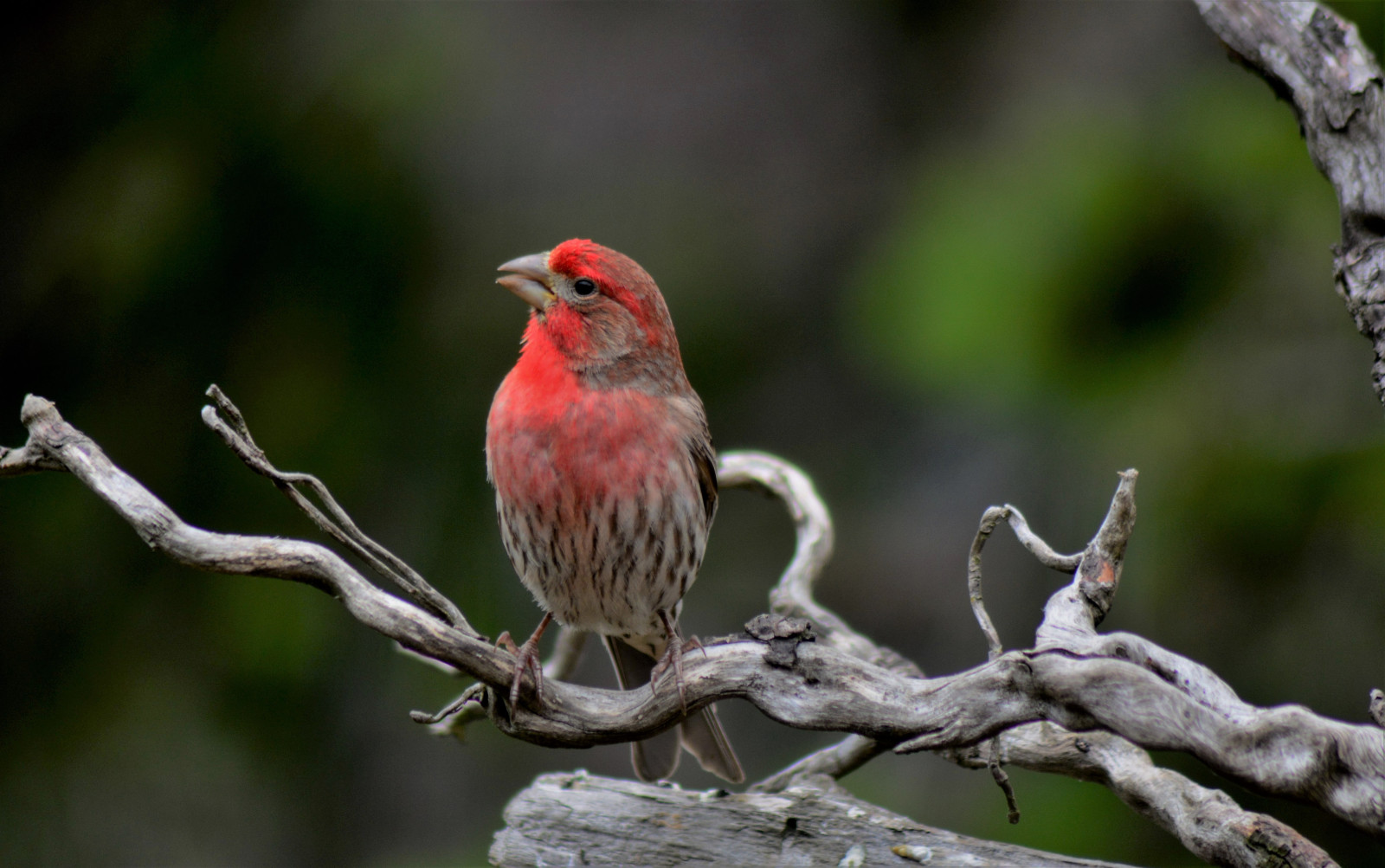 image House Finch