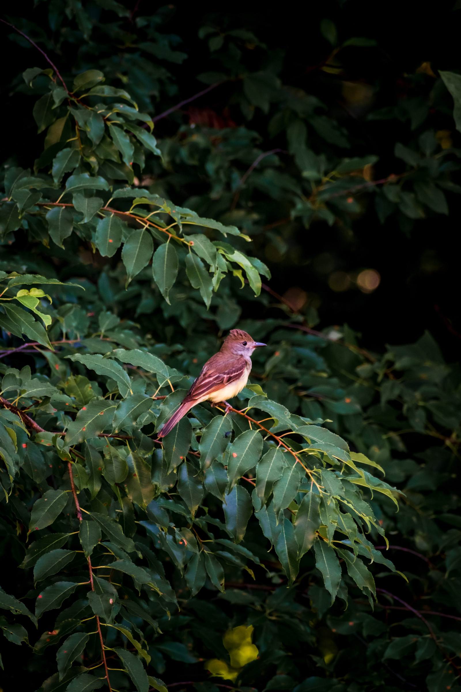 image Great Crested Flycatcher