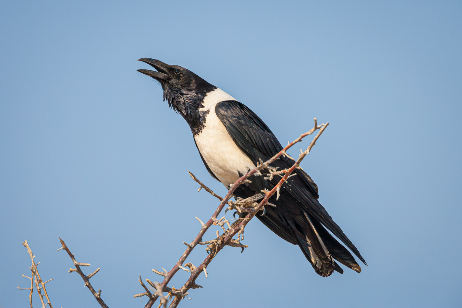 image Pied Crow