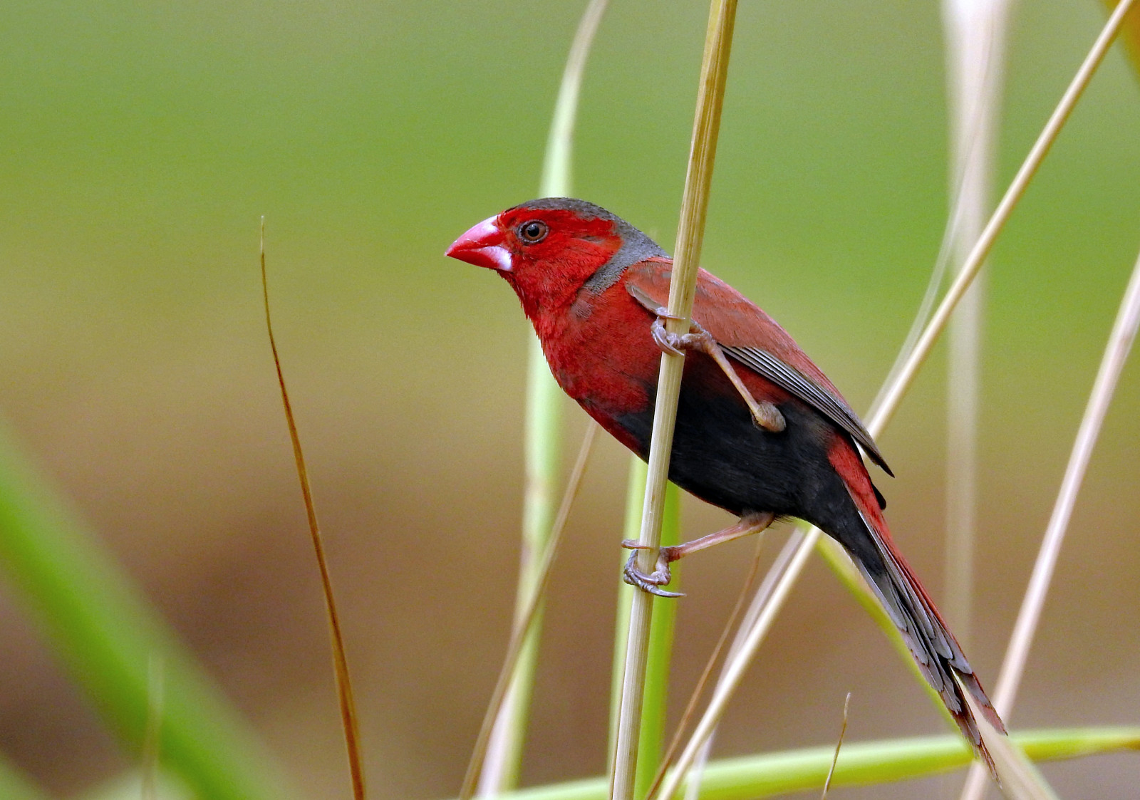 image Crimson Finch