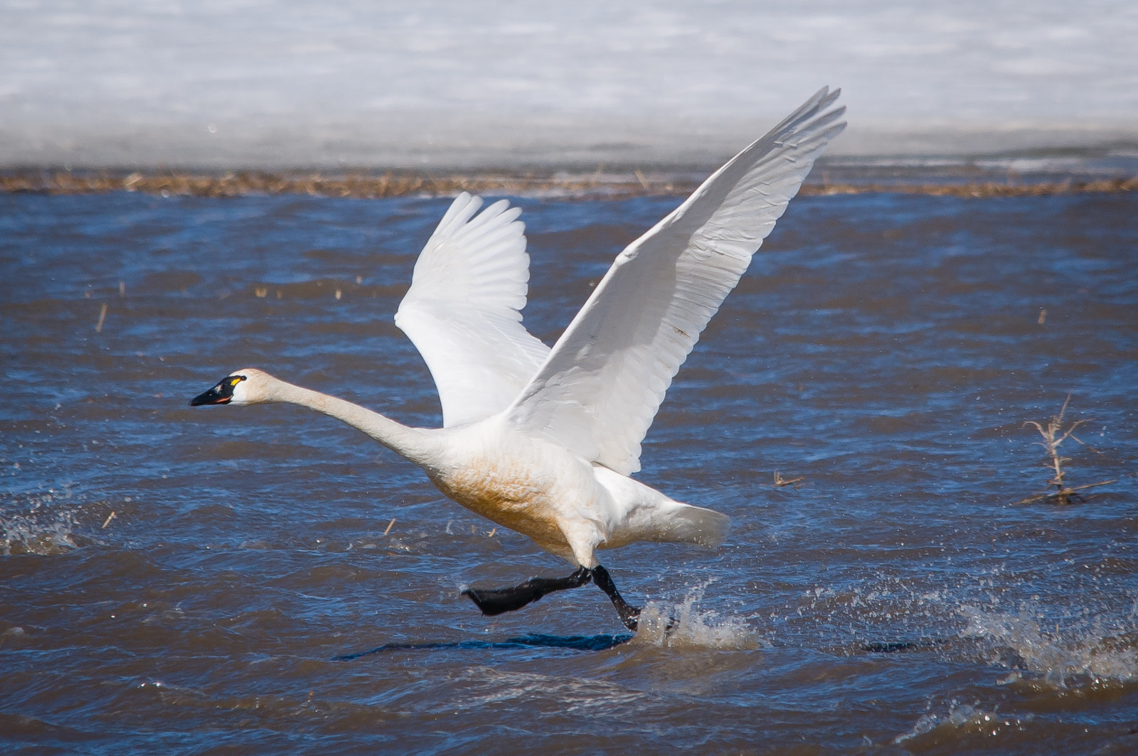 image Tundra Swan