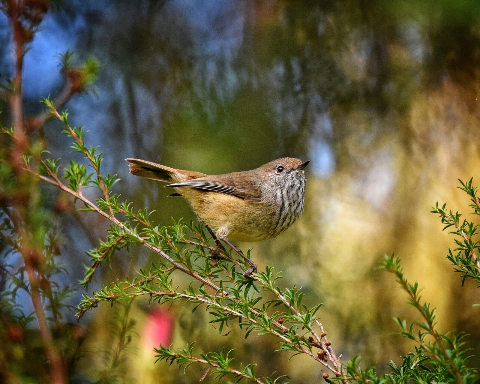 image Brown Thornbill