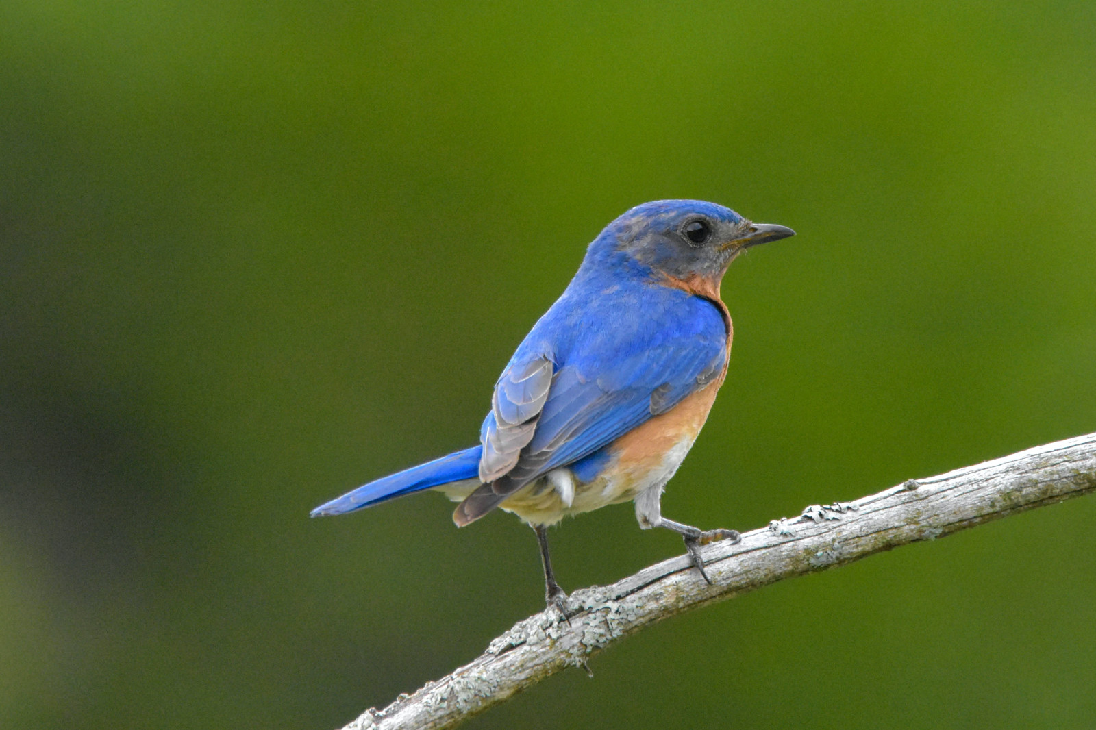 image Eastern Bluebird