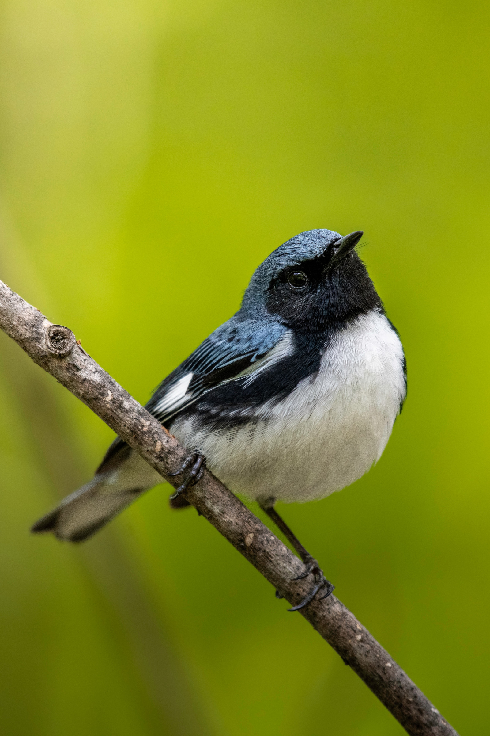 image Black-throated Blue Warbler