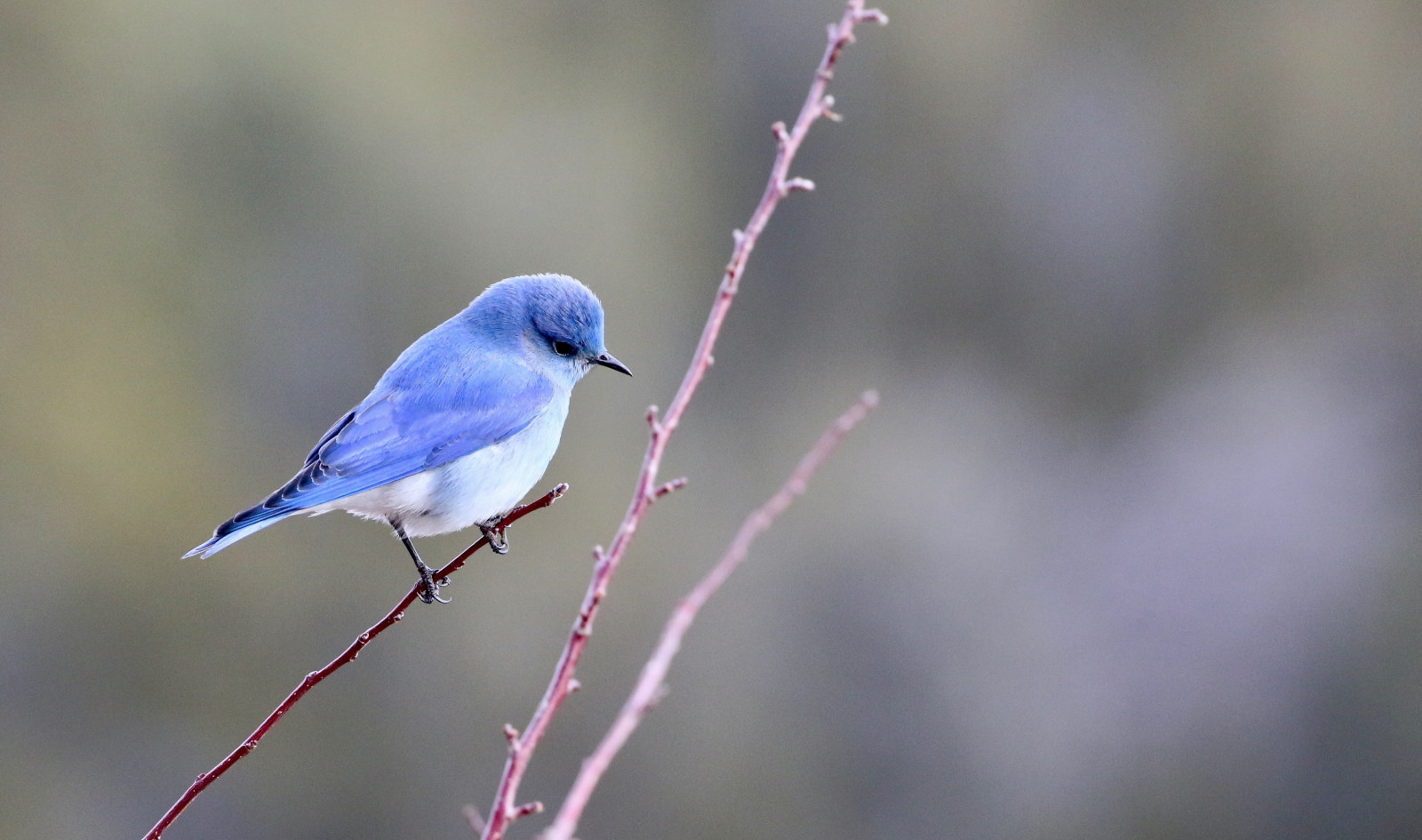 image Mountain Bluebird