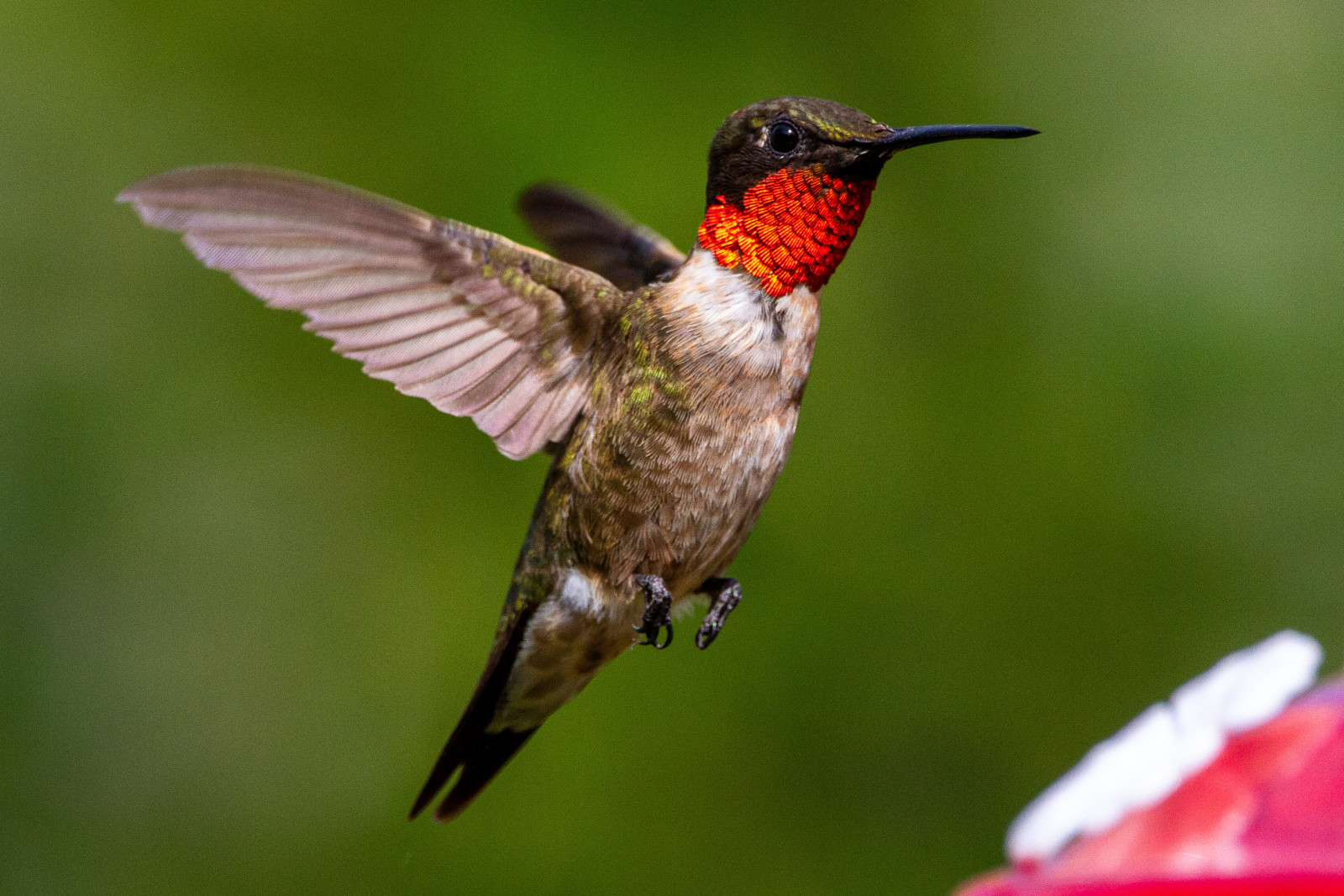 image Ruby-throated Hummingbird