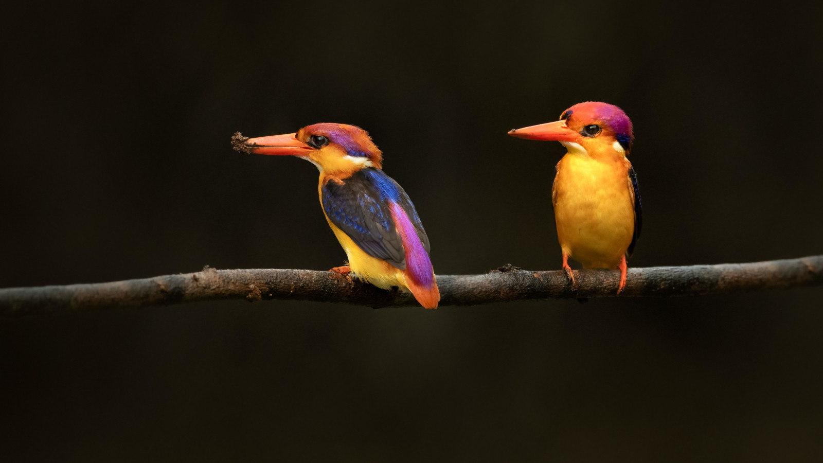 image Oriental Dwarf Kingfisher