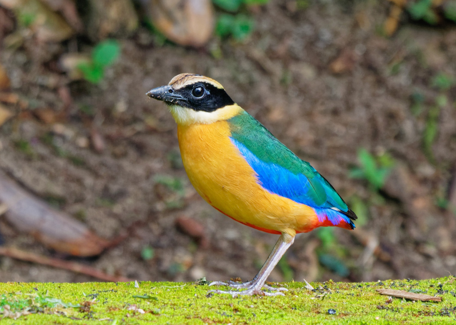 image Blue-winged Pitta