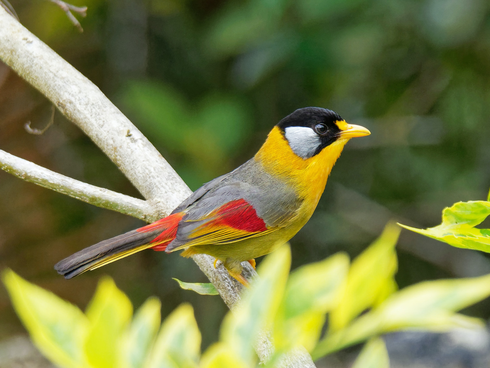 image Silver-eared Mesia