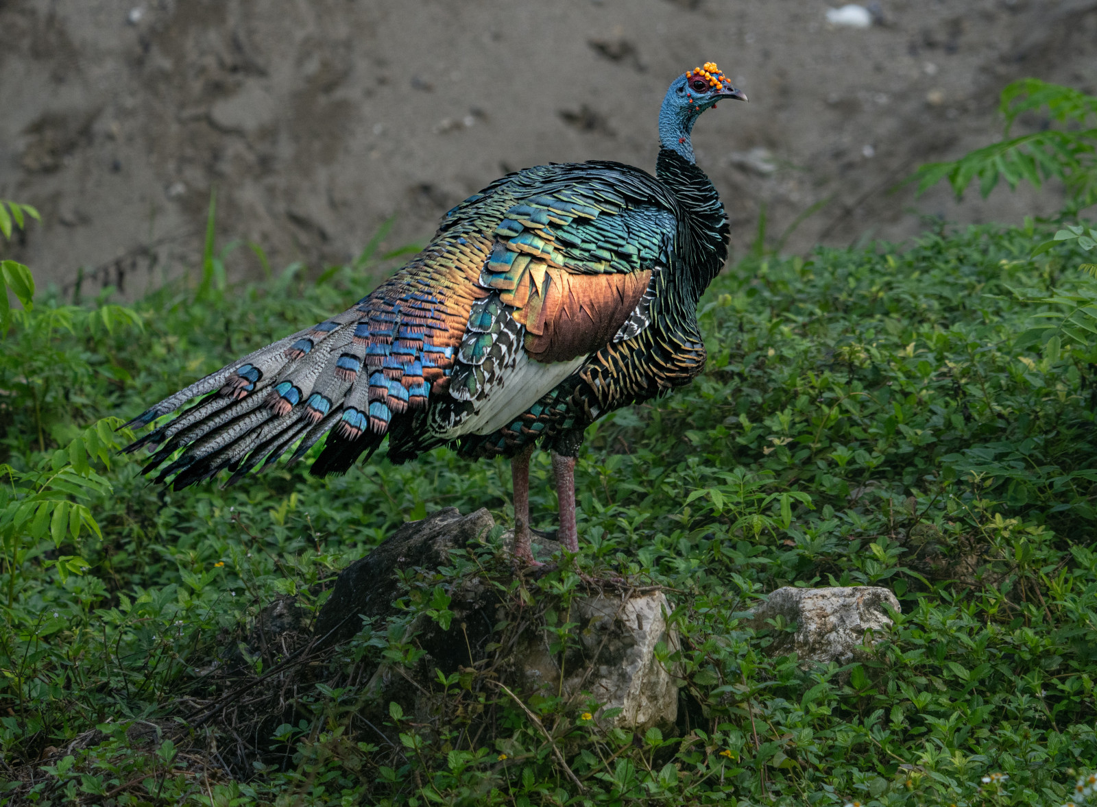 image Ocellated Turkey