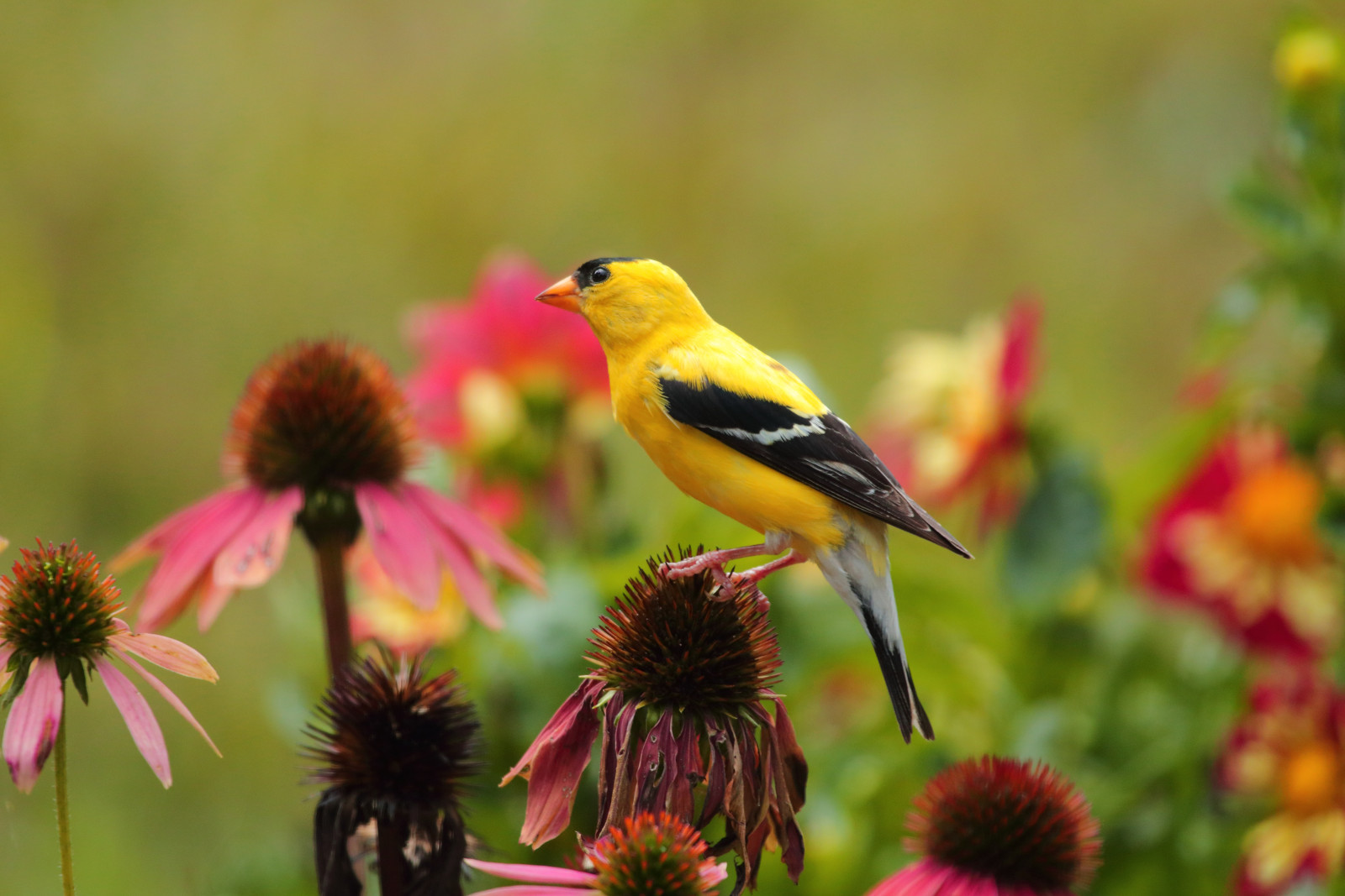image American Goldfinch