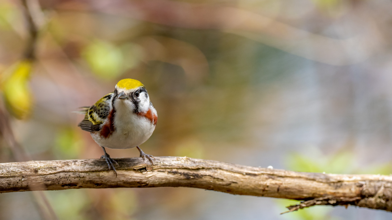 image Chestnut-sided Warbler