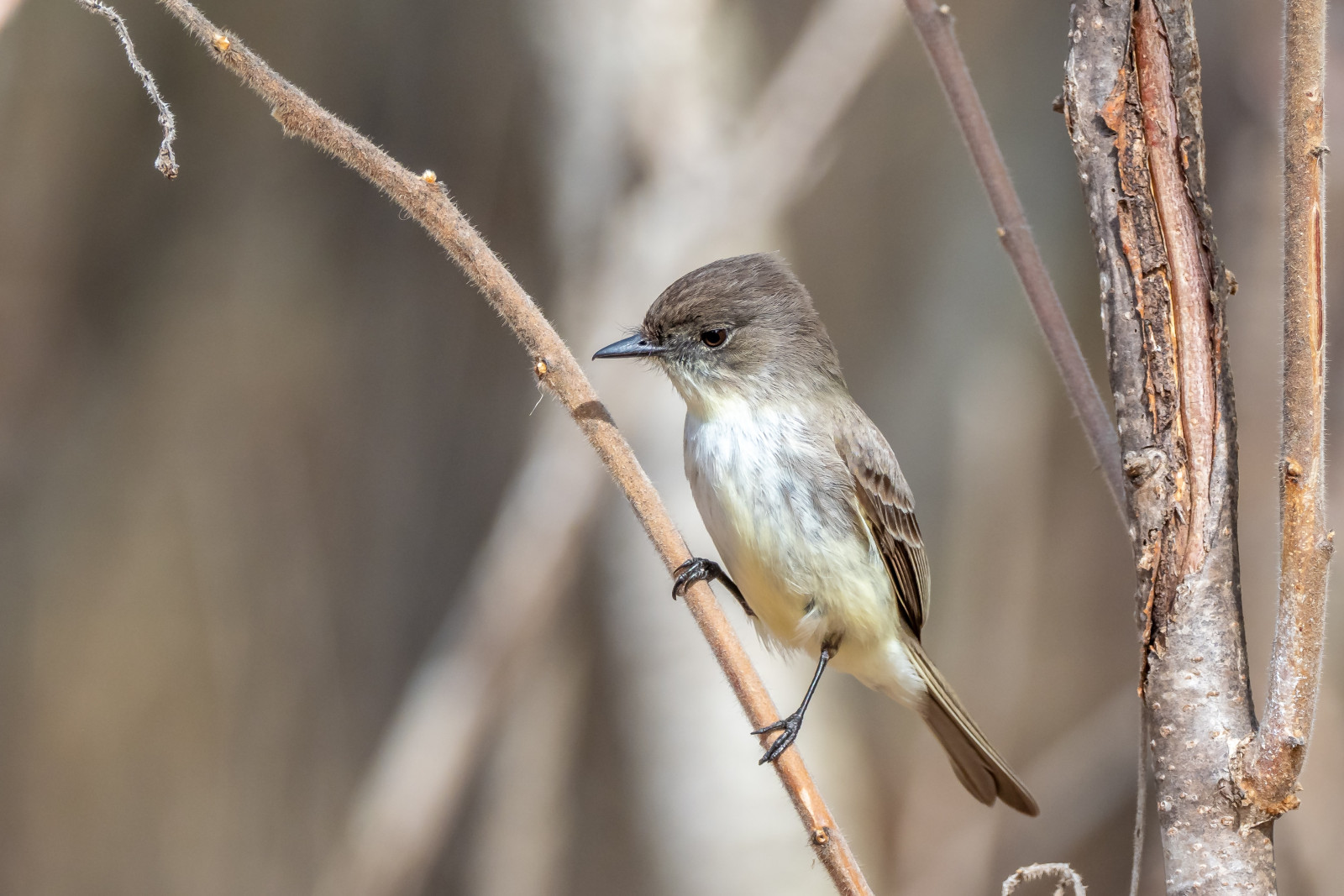 image Eastern Phoebe