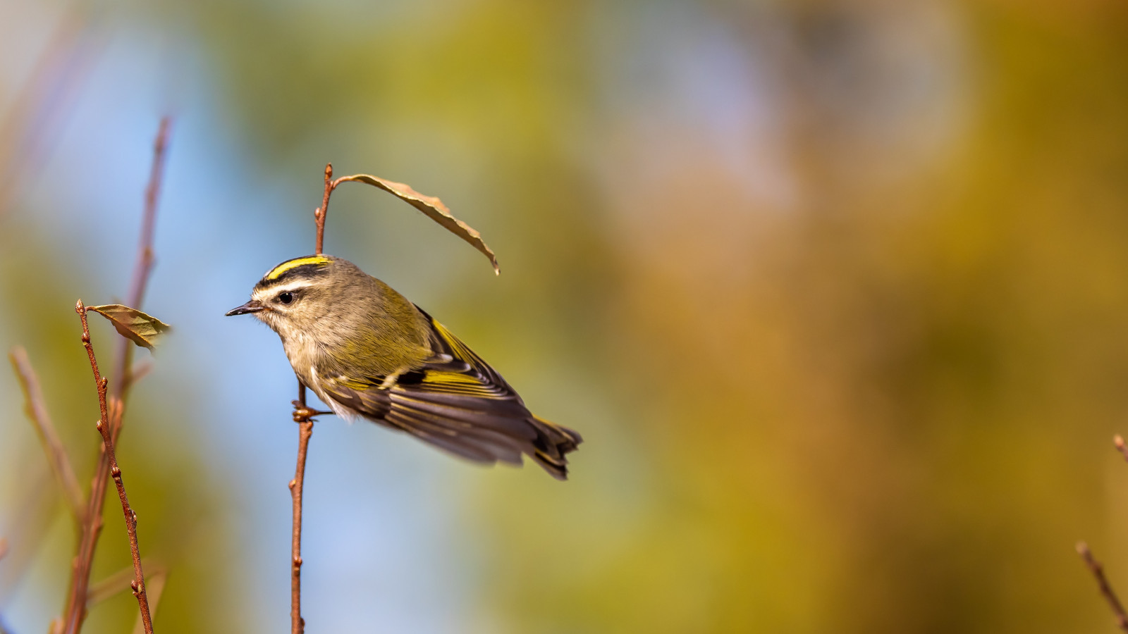 image Golden-crowned Kinglet