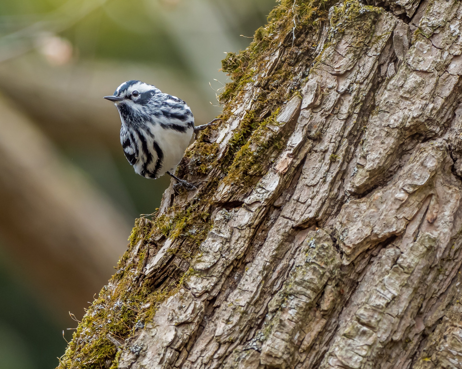 image Black-and-white Warbler