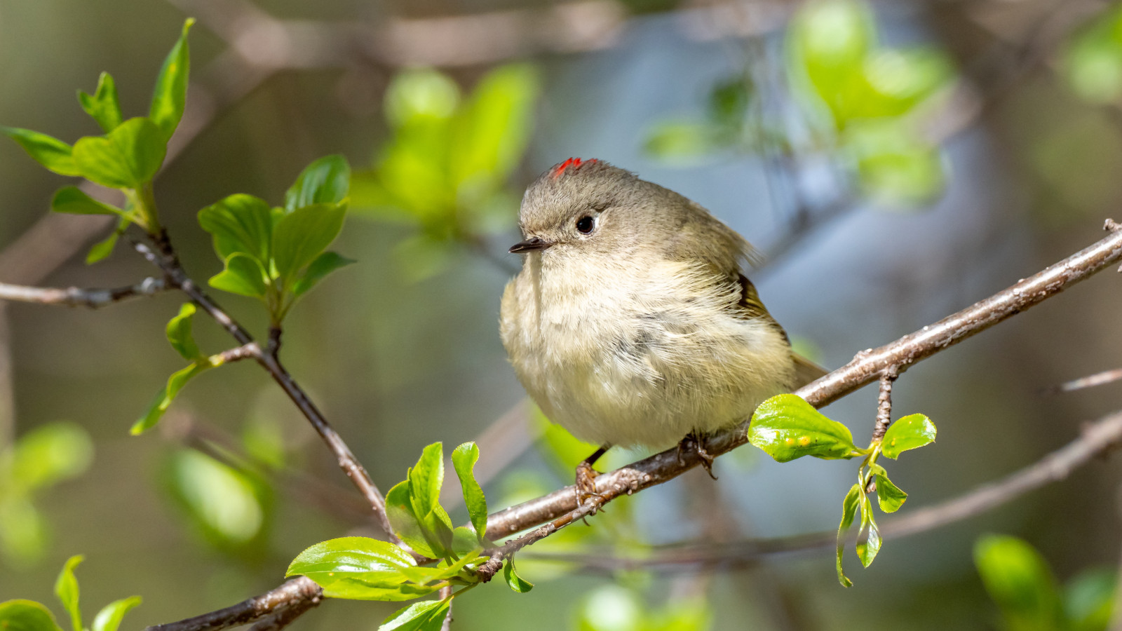 image Ruby-crowned Kinglet