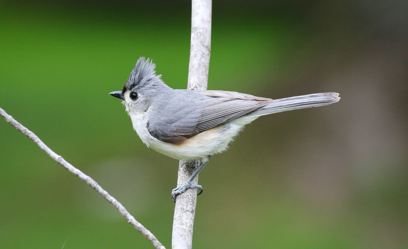 image Tufted Titmouse