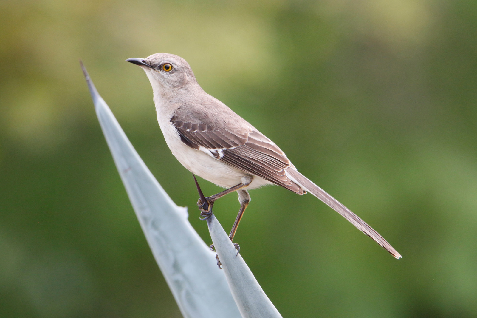 image Northern Mockingbird