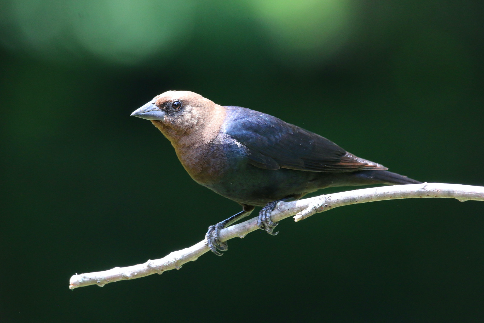 image Brown-headed Cowbird