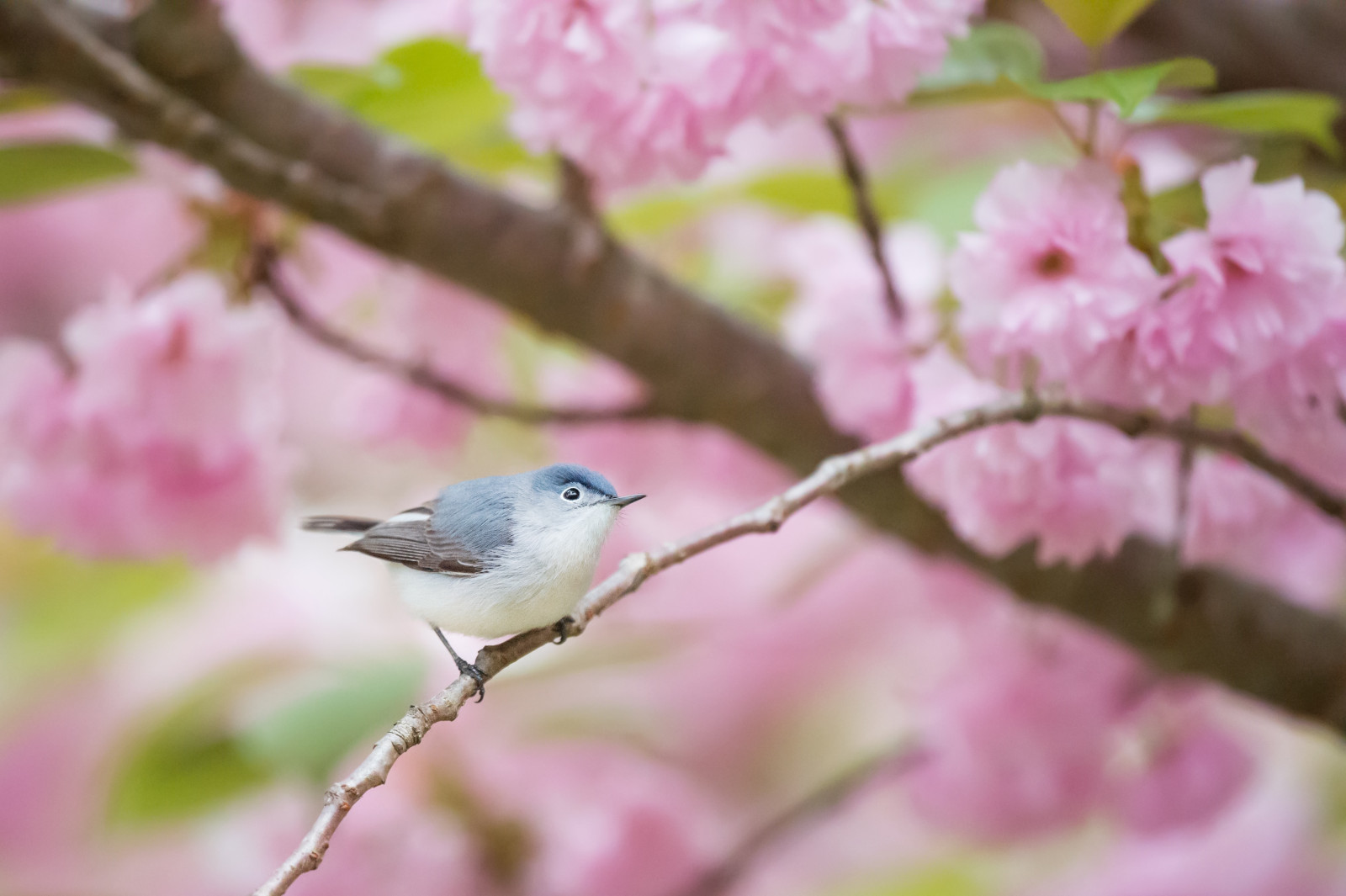 image Blue-grey Gnatcatcher