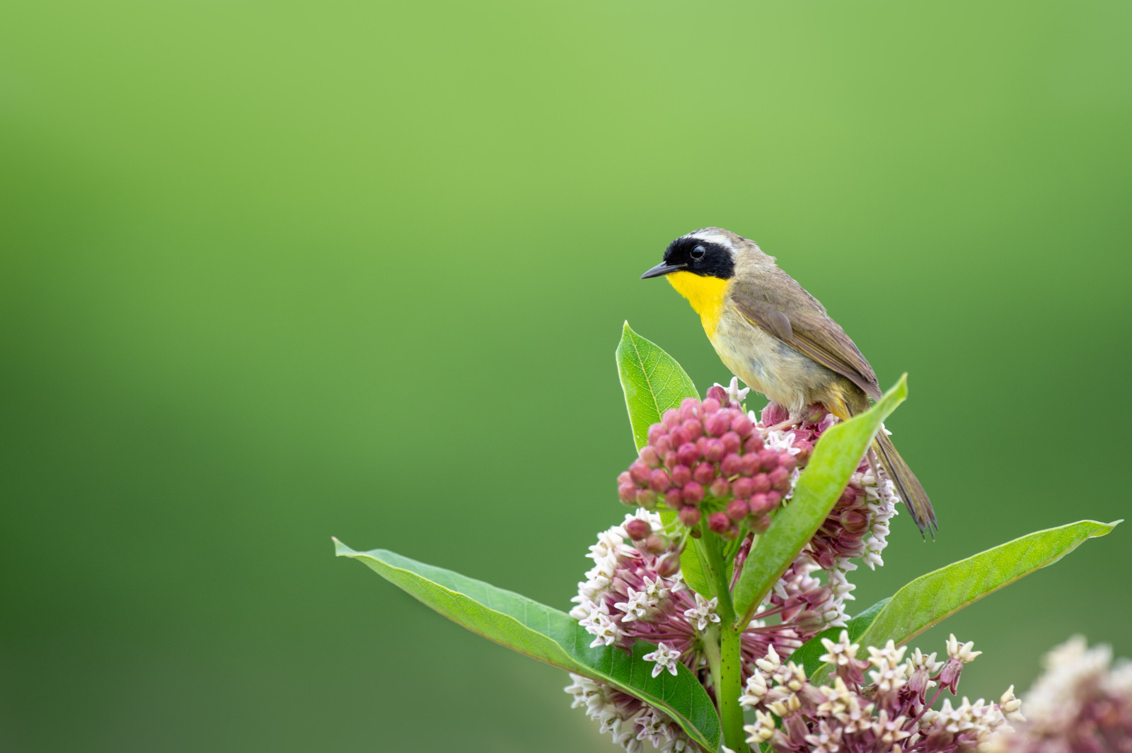 image Common Yellowthroat