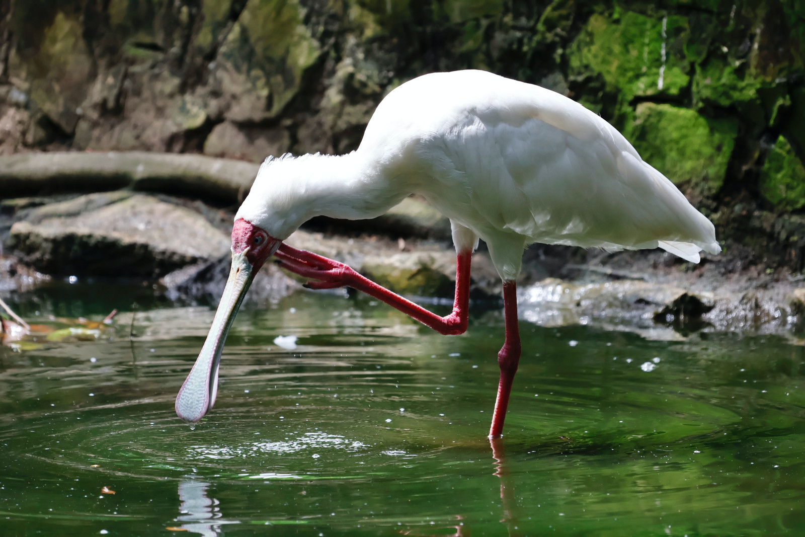 image African Spoonbill