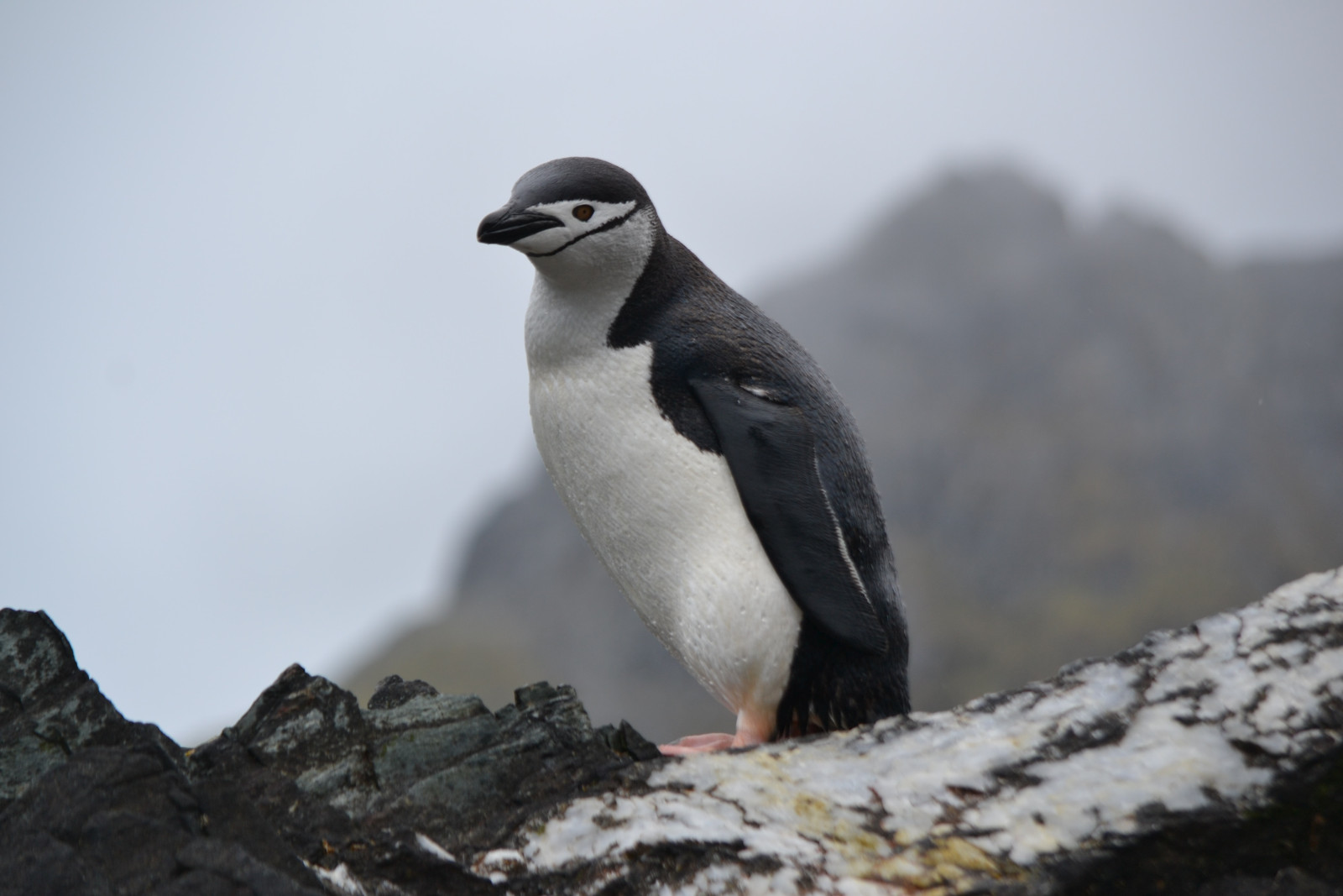 image Chinstrap Penguin