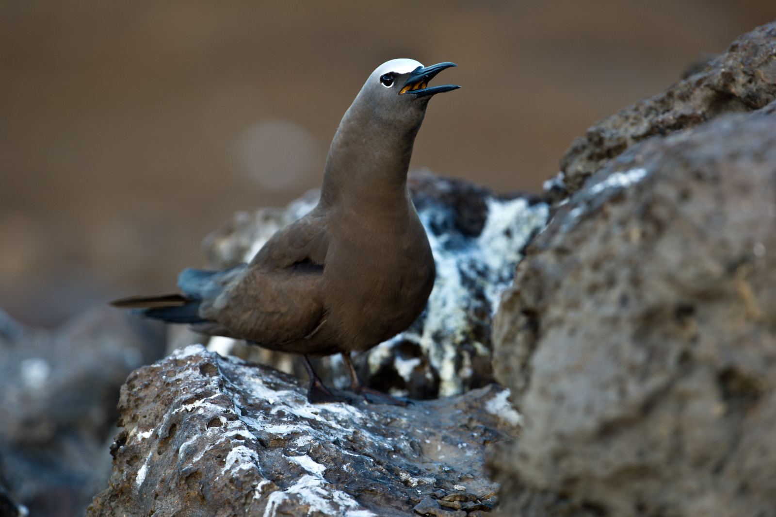Common Noddy (Anous stolidus) | Birdingplaces