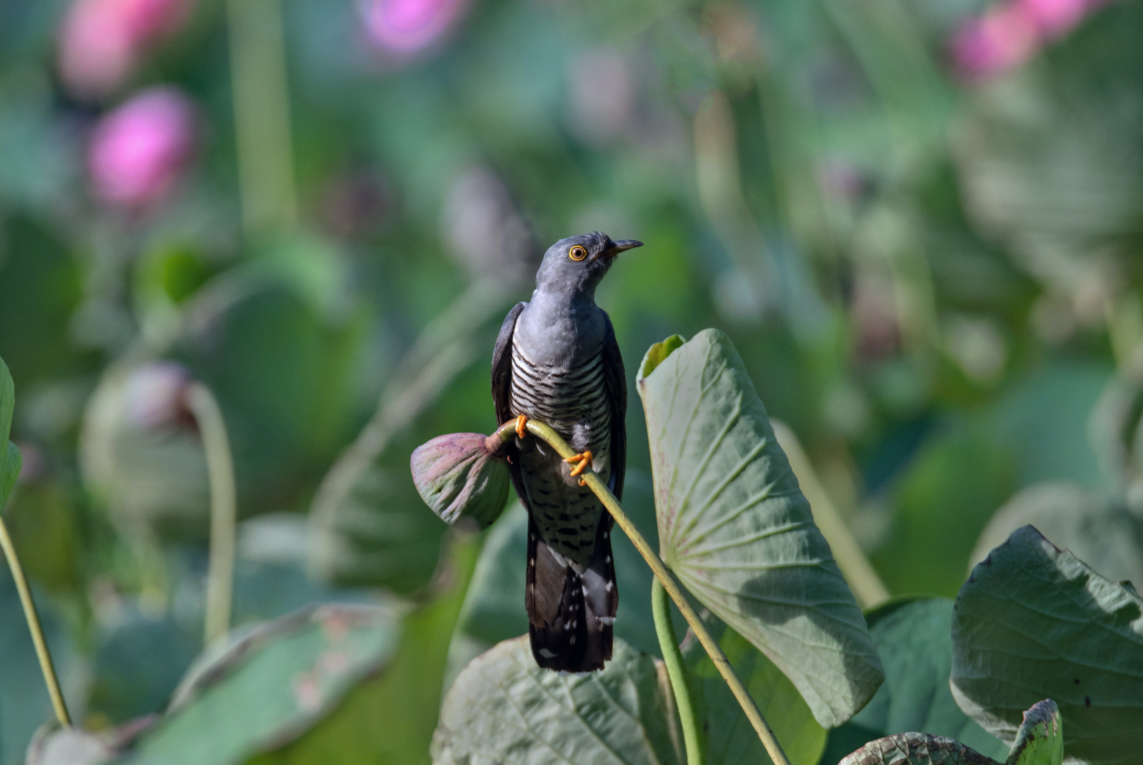 image Oriental Cuckoo