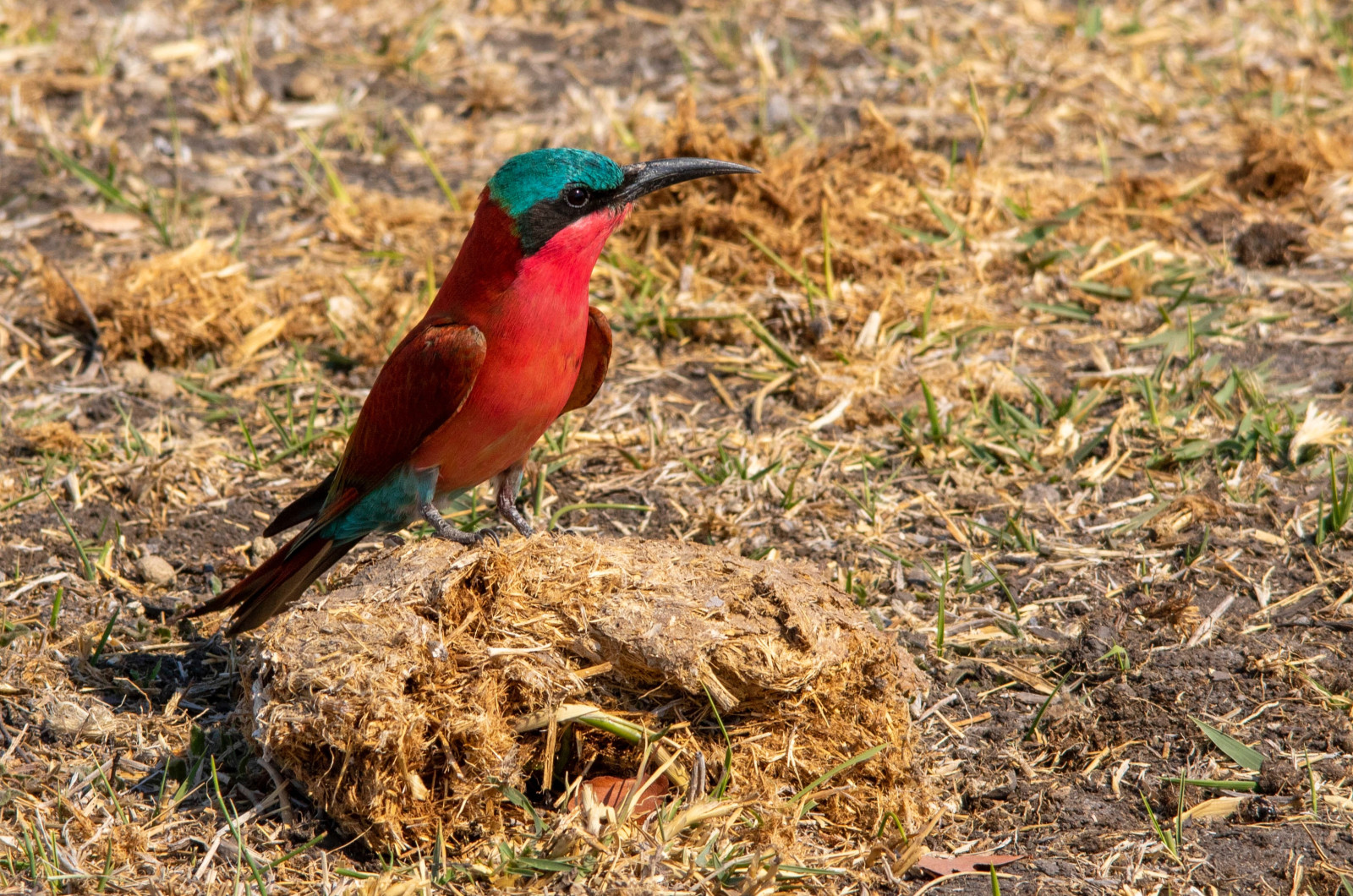 image Southern Carmine Bee-eater