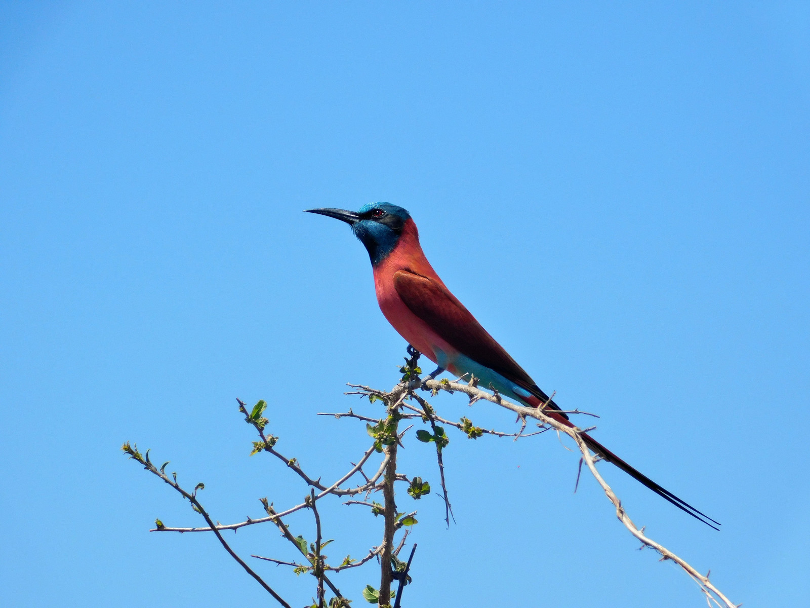 image Northern Carmine Bee-eater