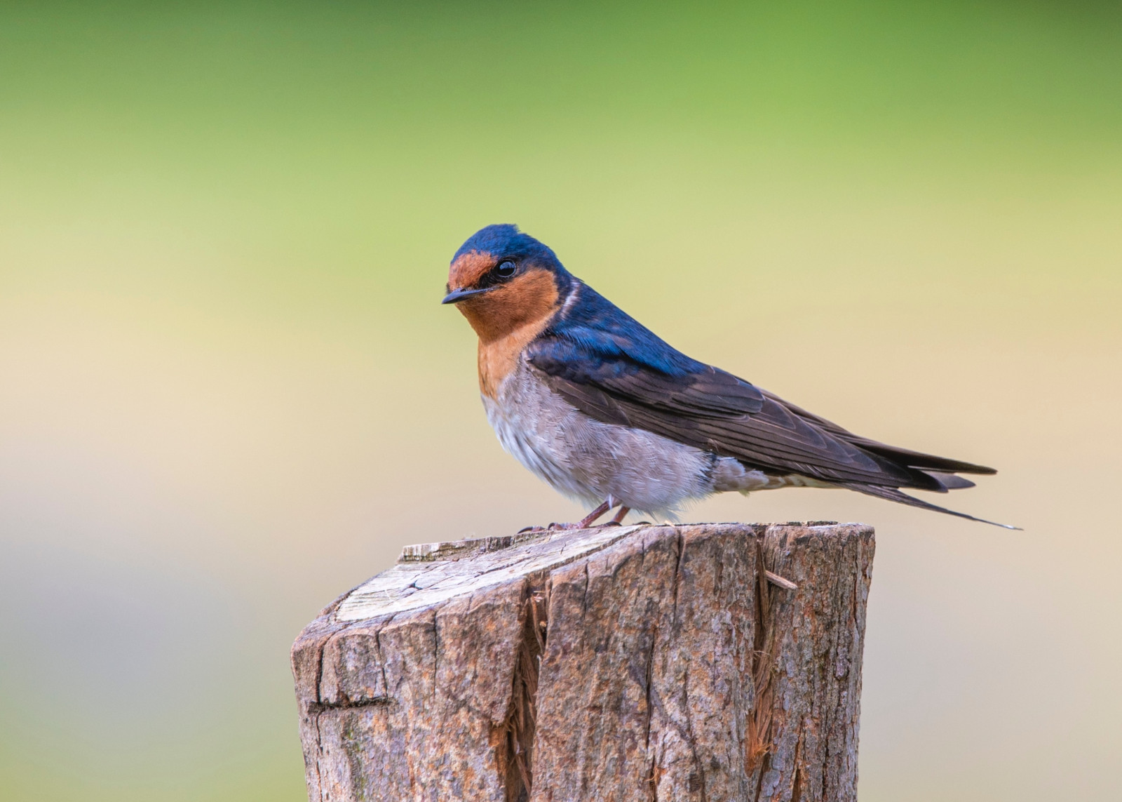 image Welcome Swallow