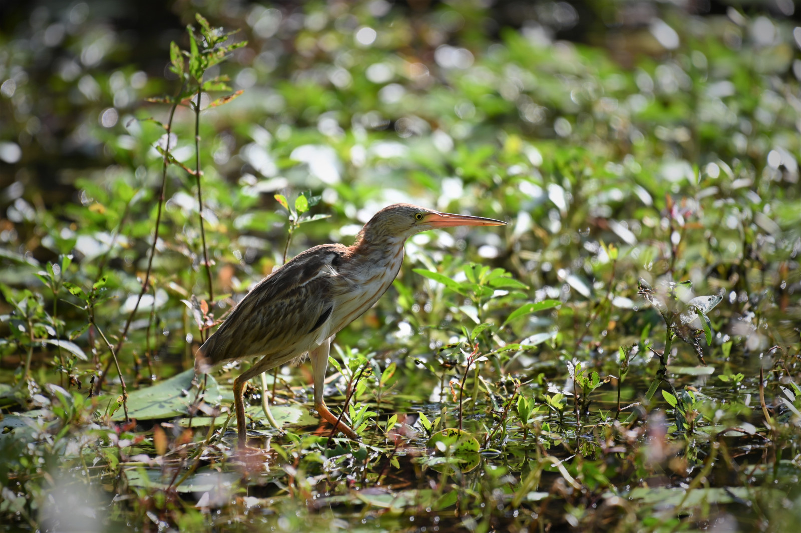 image Yellow Bittern