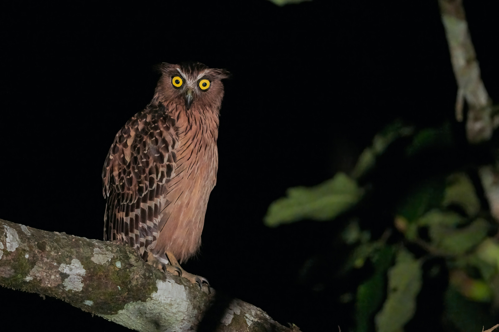 image Tawny Fish-Owl