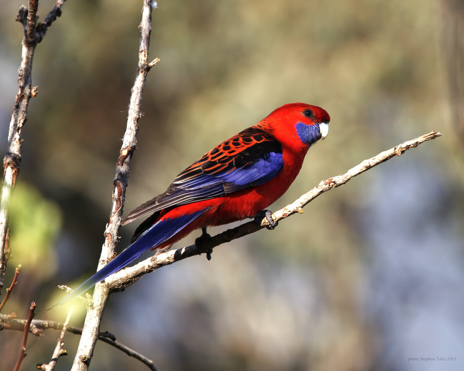 image Crimson Rosella