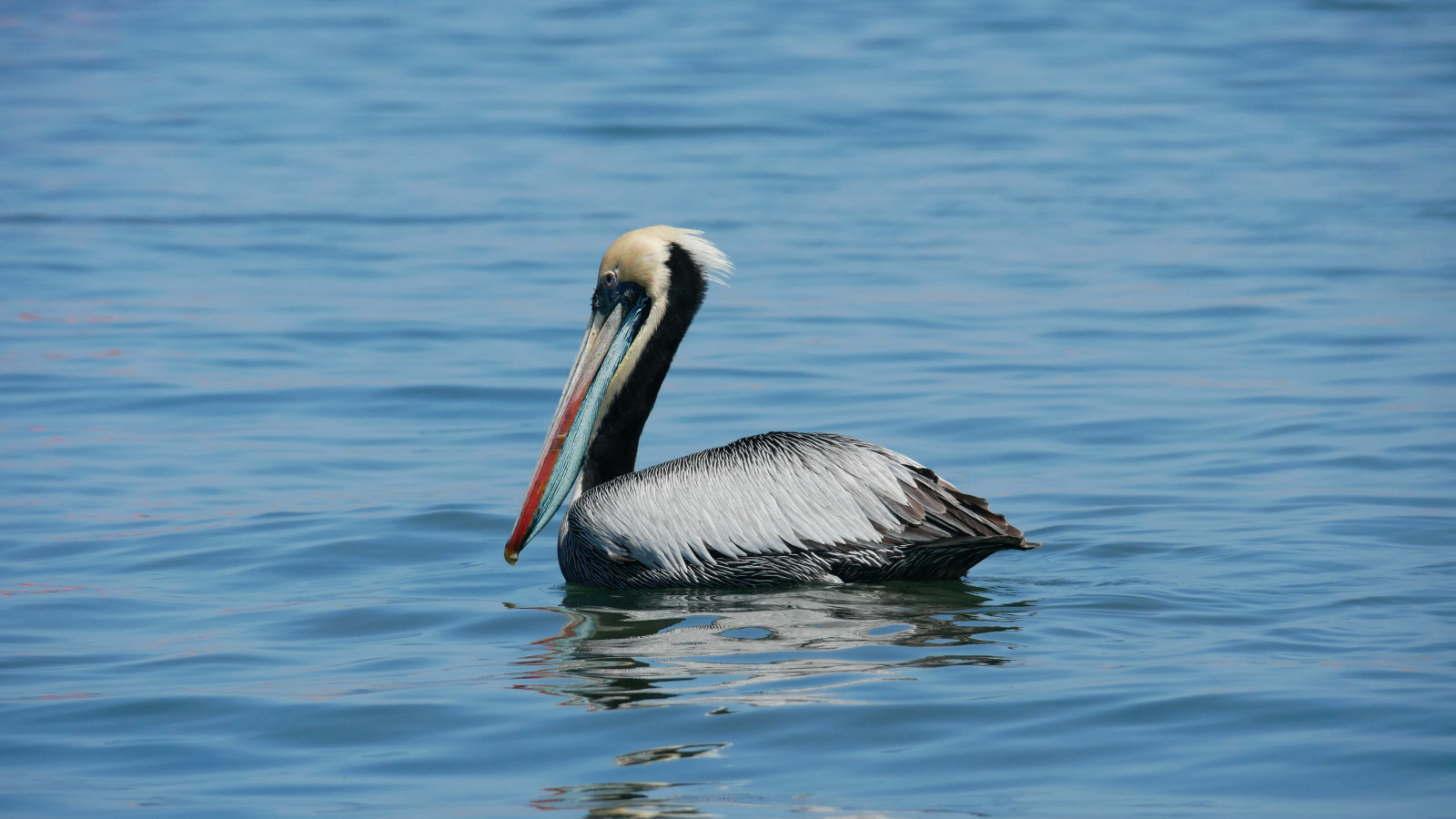image Peruvian Pelican