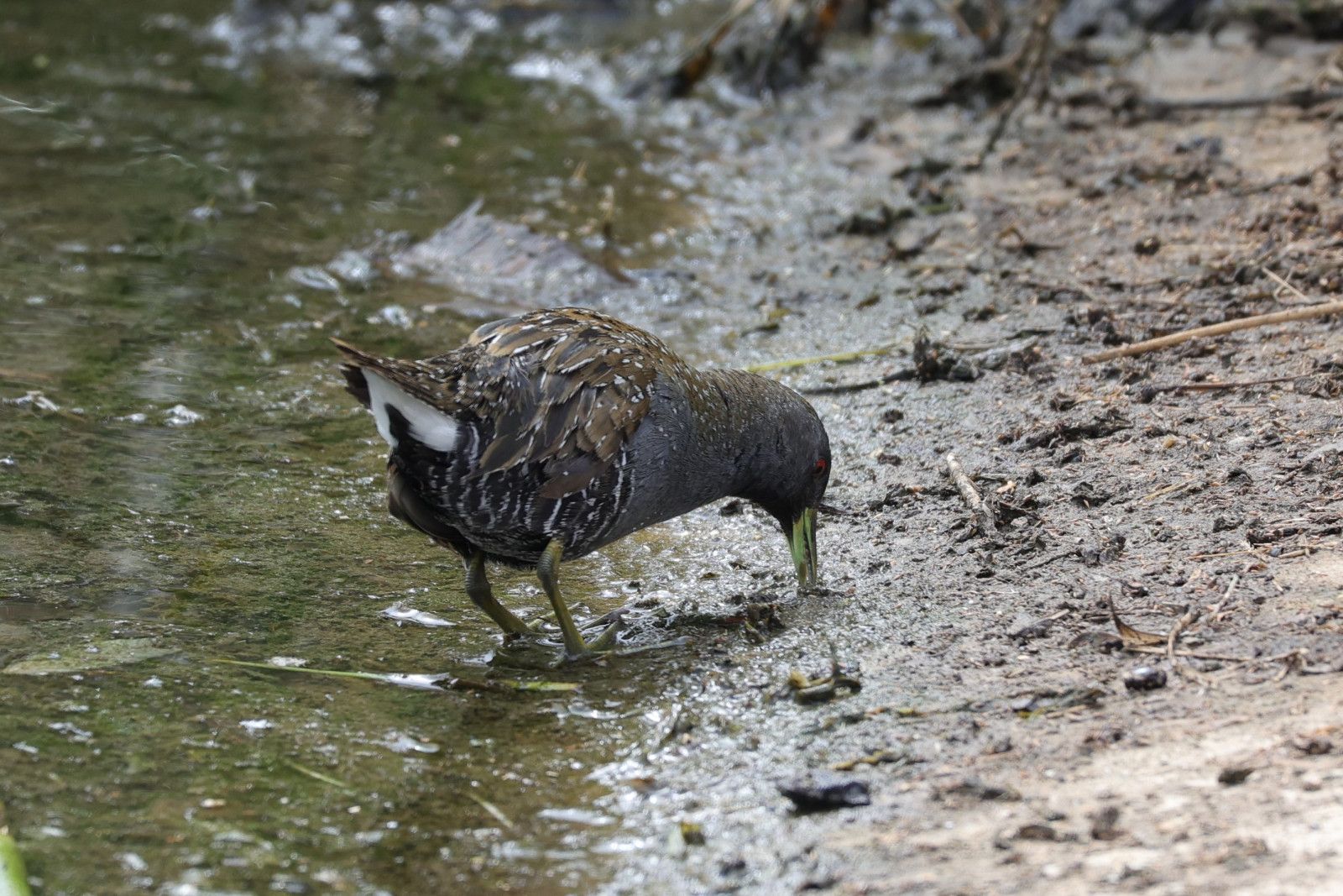 Australian Spotted Crake (Porzana fluminea) | Birdingplaces