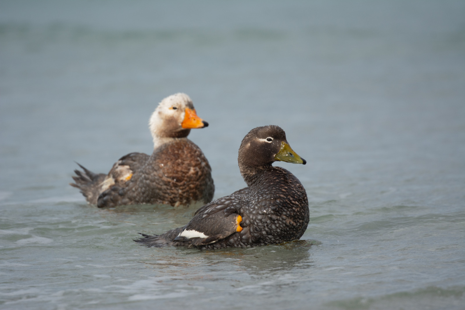image Falkland Steamer-Duck